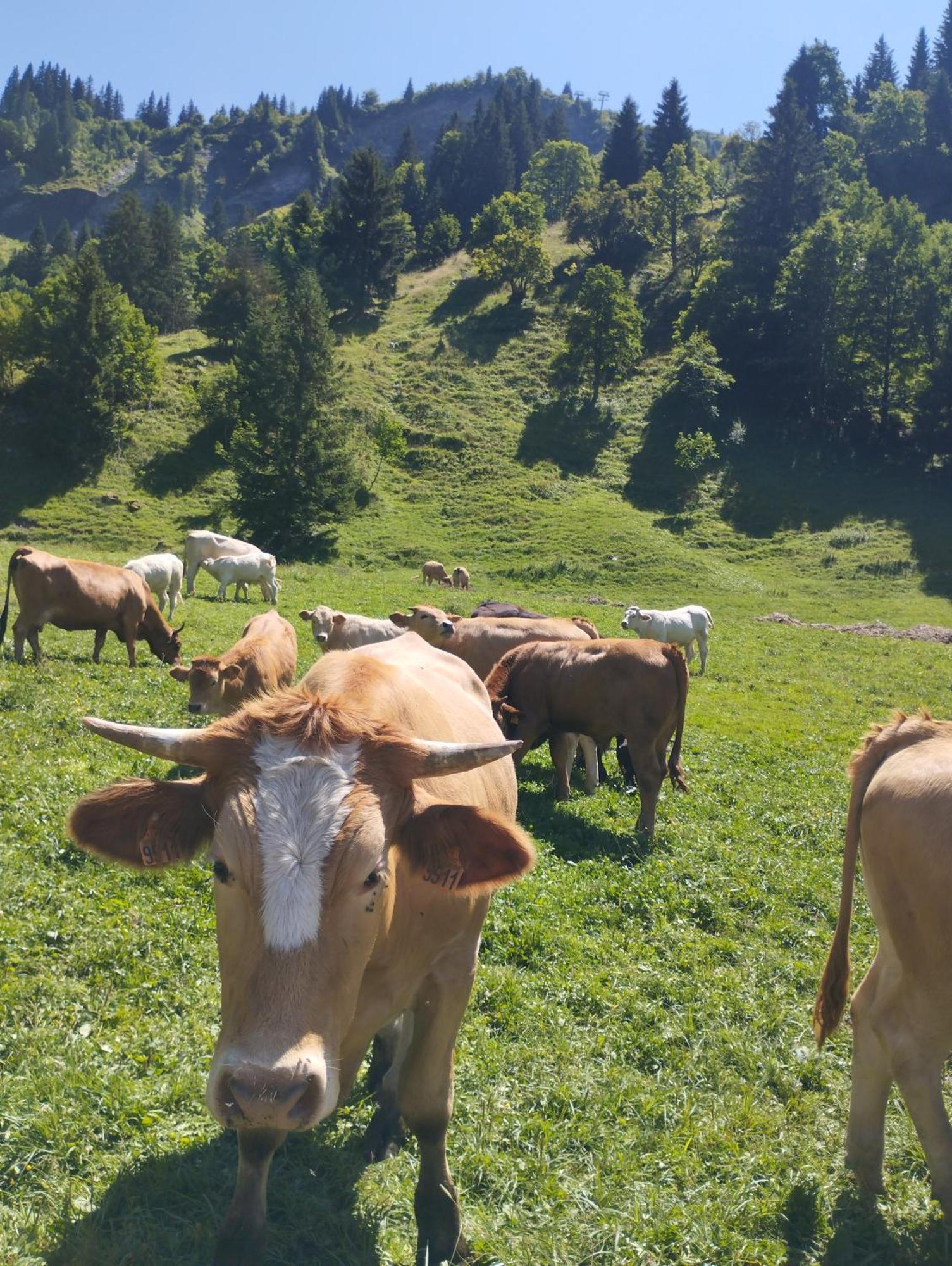 Le Gite Du Val Flumet Eksteriør bilde